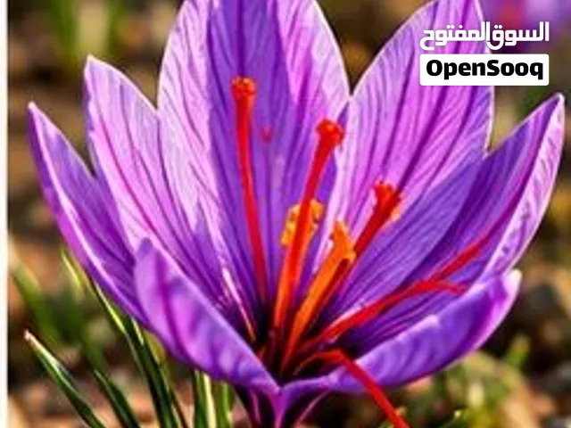 زعفران سوبر نگين فاخر – جودة ممتازة من قائنات هل تبحث عن زعفران فاخر بلون قوي ورائحة زكية؟
