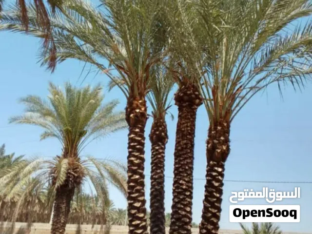 نخيل مثمر جميع الارتفاعات. من متر لغاية 10متر متوفر وباضل الاسعار نخل حاصل على تصريح زراعي مرفق مع