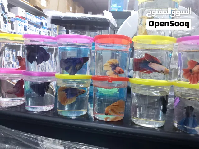 betta fishes and it's tanks and bowls and food available and accessories for sale