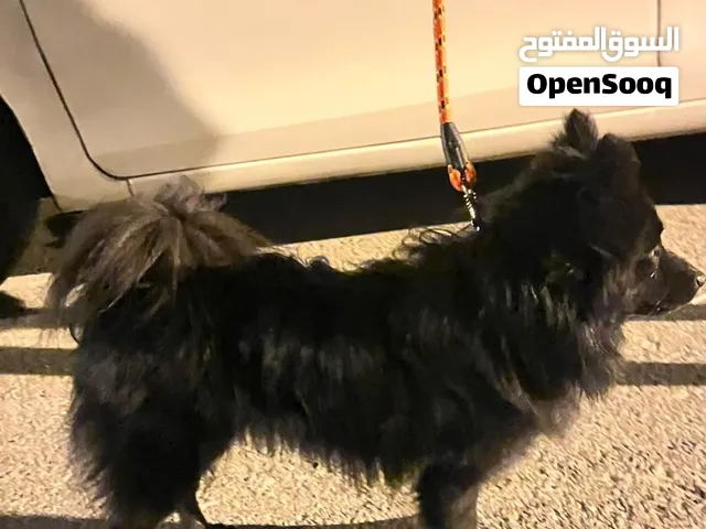 للبيع كلب بوماريون لون اسود وللبيع كلب مالتيز لون ابيض