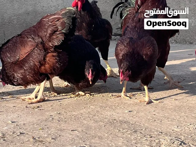 بسم الله الرحمن الرحيم  متوفر صوص وبيض رود ايلاند السلاله الاصليه الأمريكية الغنيه عن التعريف
