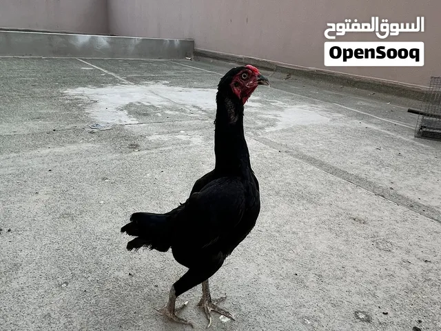 دجاجة كوشامو القزم