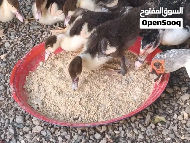 لبيع بط مسكوفي