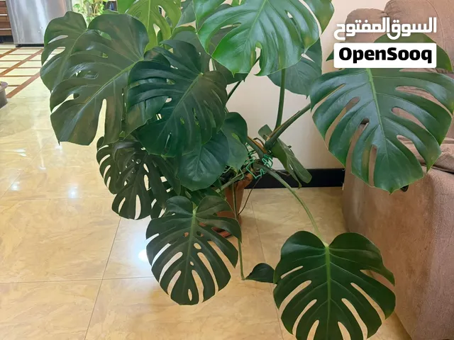 Indoor plants