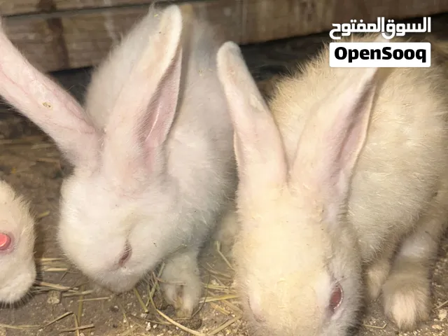 Rabbits for Sale