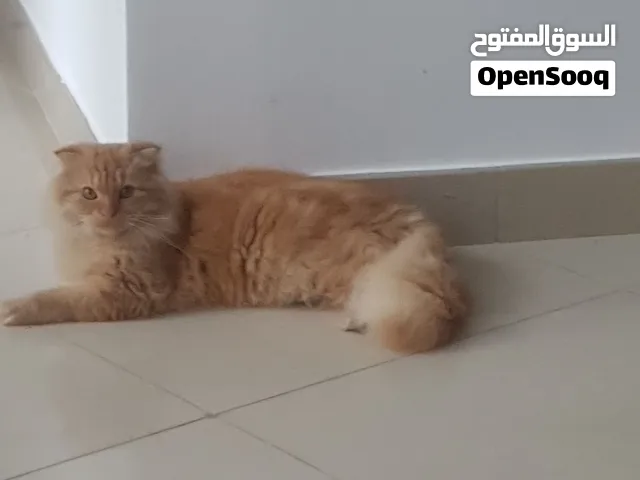 Scottish cat for sale
