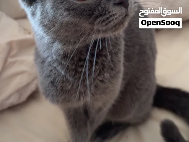 سكوتش تربل فولد انثى