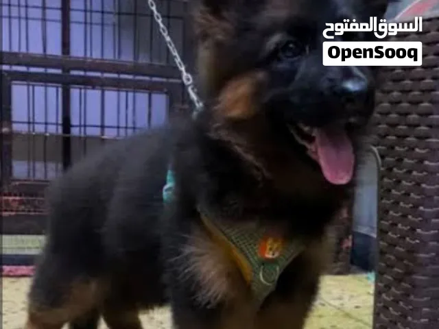 شراء جيرمن