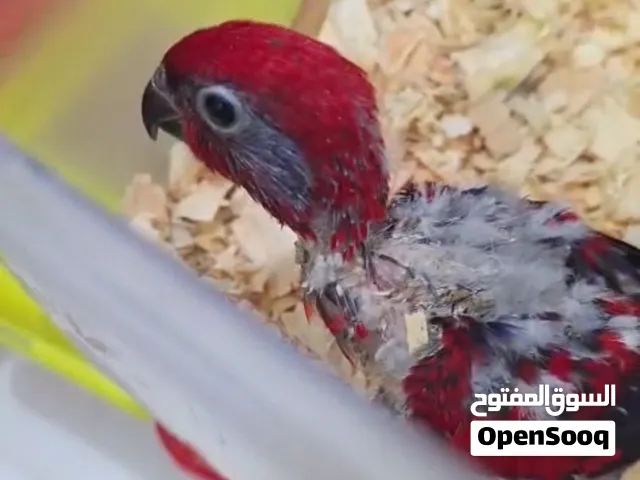 ببغاء الوري الاحمر حجم جامبوًً