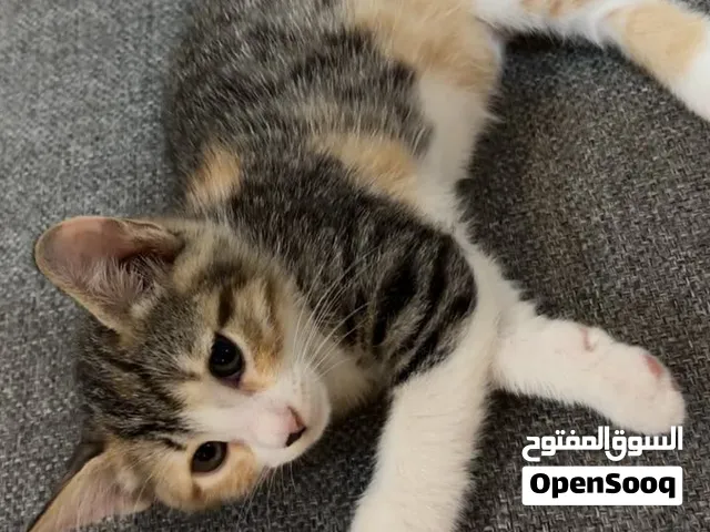 قطط للبيع في مرج الحمام