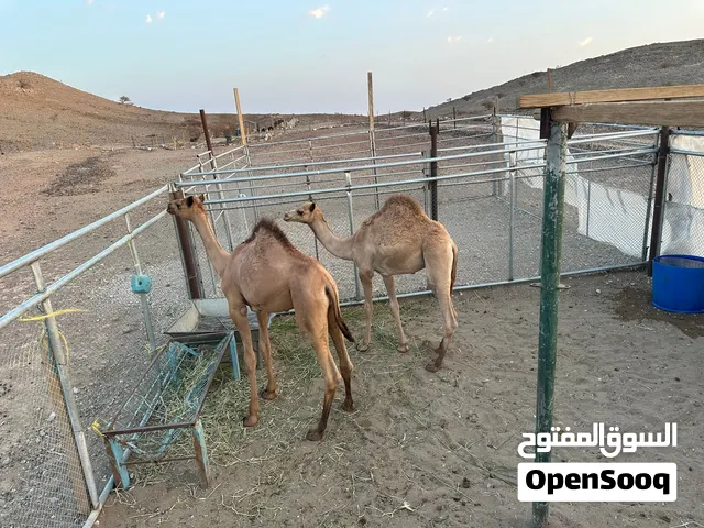 للبيع حشوان طيبات