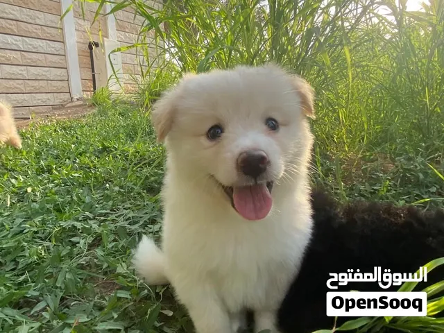 Pomeranian Spitz 2026