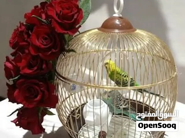 طيور بادجي للبيع