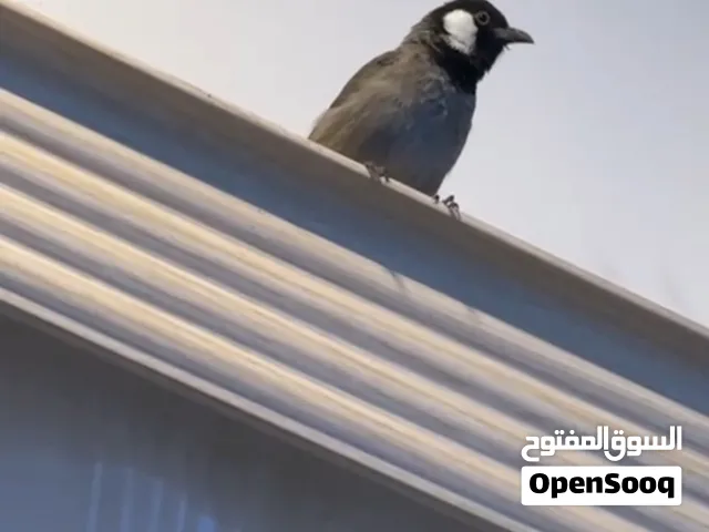 متاح بلبل عراقي أقرء الوصف