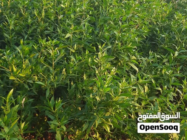 معشب حدايق طبيعي رولات  وتركيب وتنفيذا جميع انواع الحدايق يتوفر  عشب صناعي وتركيب