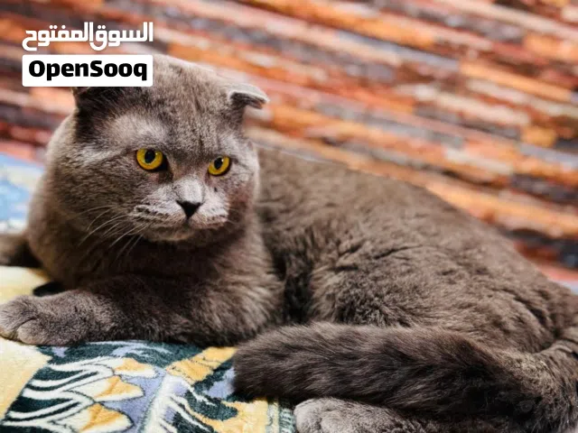 باجير قط ذكر لعوب بيتوتي عمرو 25 شهر اتوقع مابضرب الولاد الصغار بلعكس بلعب معهم