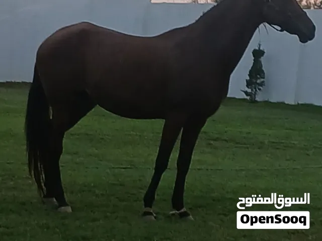 فرس عربي اصيل خيل قدرة