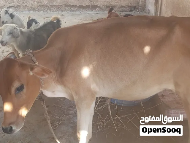 عجله عمانية