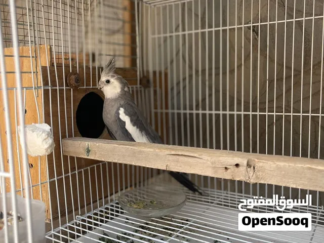متاح فحل انكليزي وايت فيس بزار جبير