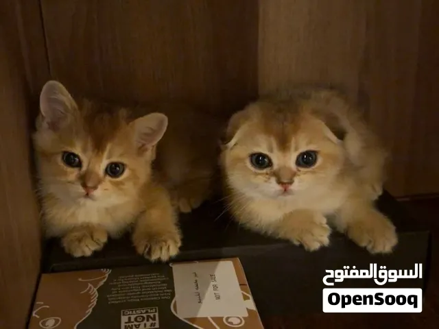 سكوتش فولد وسكوتش ستريت Scottish Fold Scottish Straight Kittens