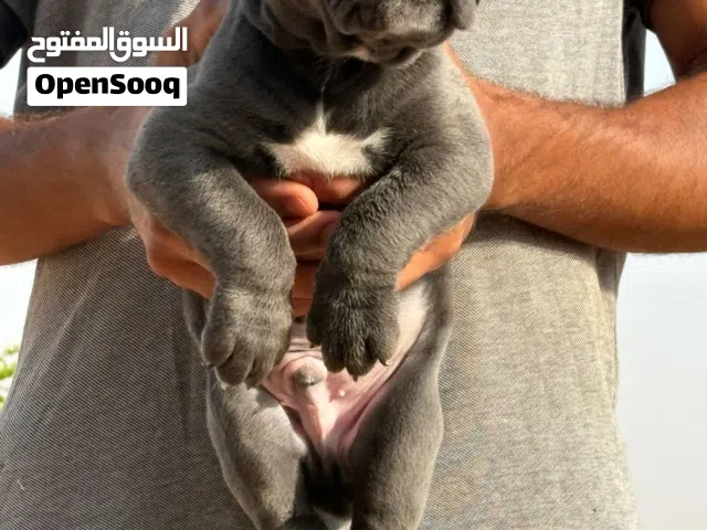 جراء كاني كورسو أصلية 100%  متوفر الآن جراء كاني كورسو إيطالية أصيلة من سلالة نقية، بأصول ممتازة