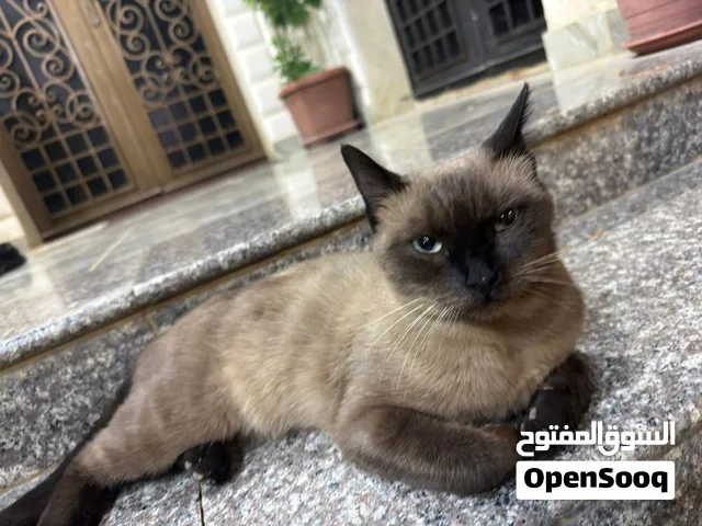 قطه سيامي للبيع