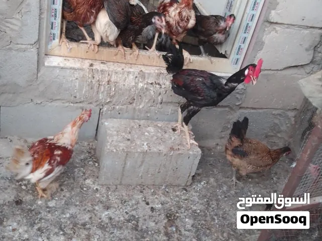 دجاج عرب عدد 18 وديج عدد 7 بيهن ابو اركيبه وحب الرمان وكويتي انواع