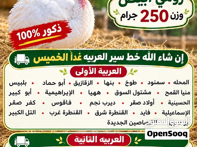 بيع رومي تهجين نعام