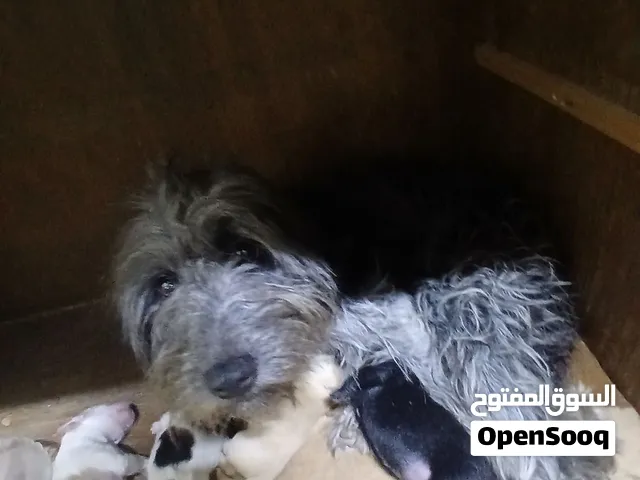 كلبه مع 5 جراء وعمرها 6 ايام وكلبه سنه ونص
