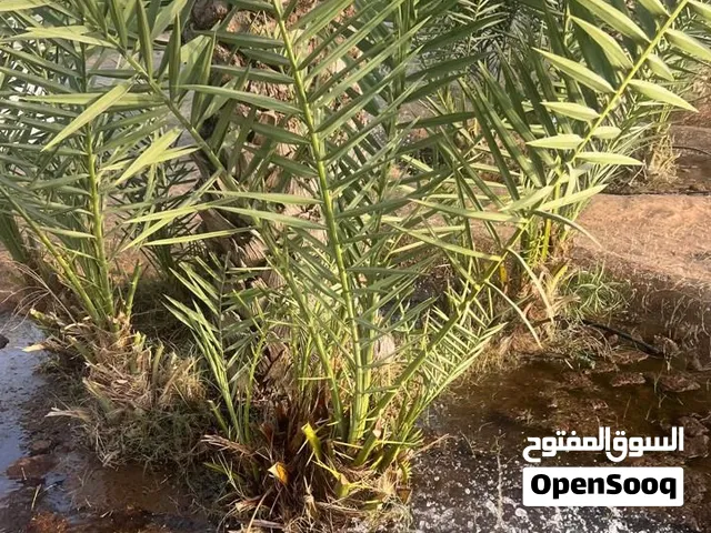 فسائل خلاص وفرض وانواع اخرى