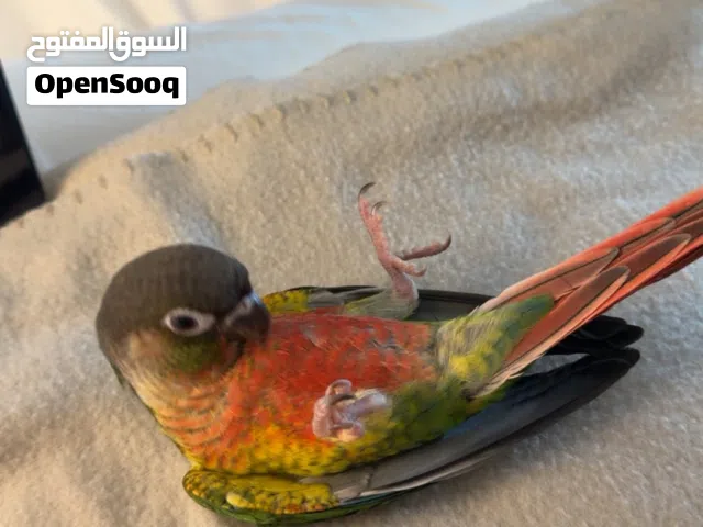 كنيور قرين شيك اليف