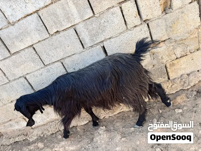 عنز عشار للبيع سنها جمع   نضيف