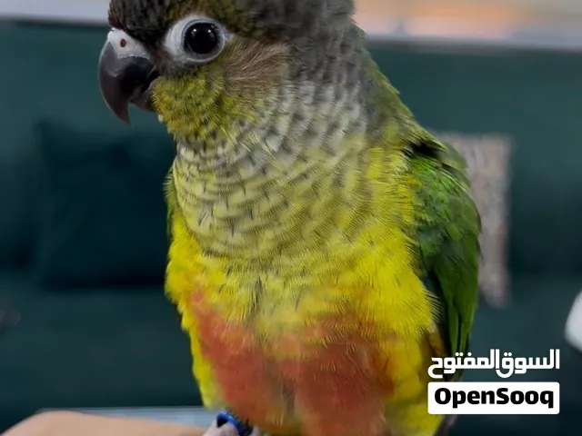 كنيور يلو سايد