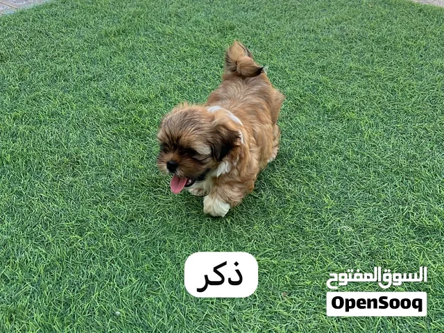 للبيع كلاب صغار عمرهم شهر واسبوعين تواجد قريات ومسقط