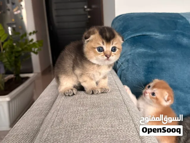 Scottish fold amazing kittens so beautiful colors  and very playful