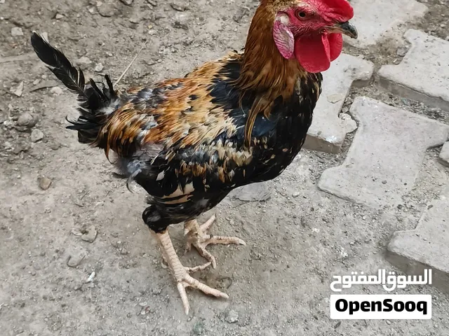 ديج لبيع سعر10