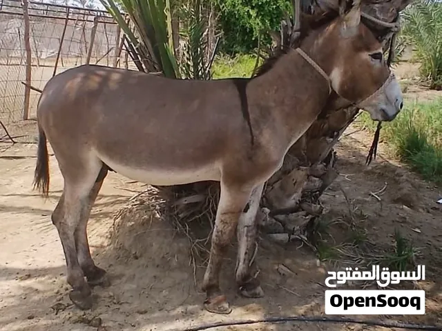 حمار مشاي للبيع