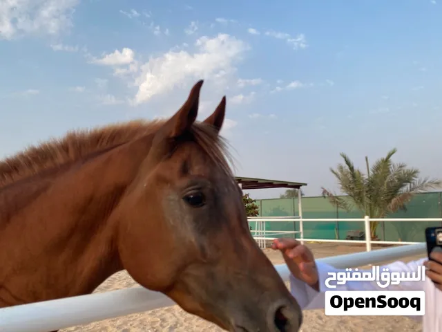 فحل عربي لونه بني نشيط و كبير