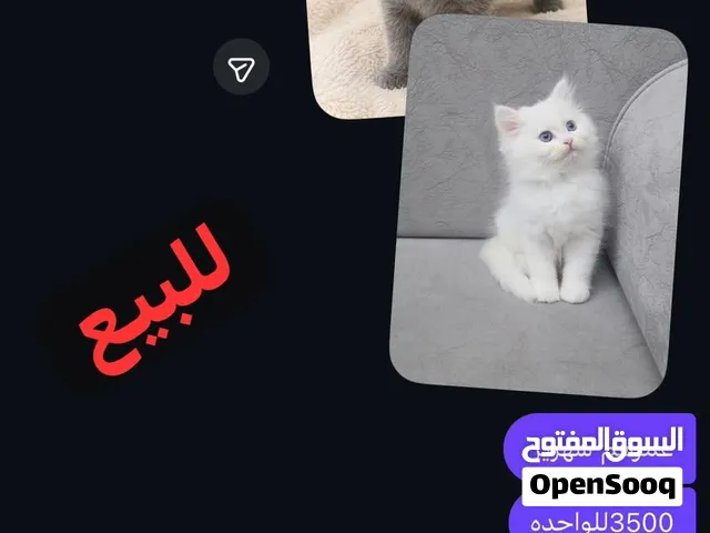 قطوتين للبيع