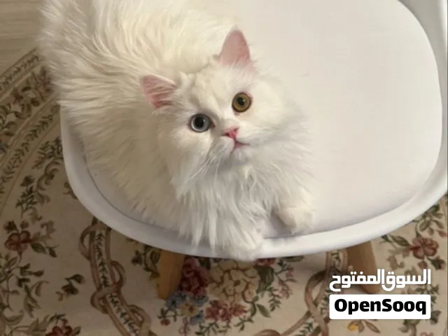 قطه جميله 130 ريال فقط