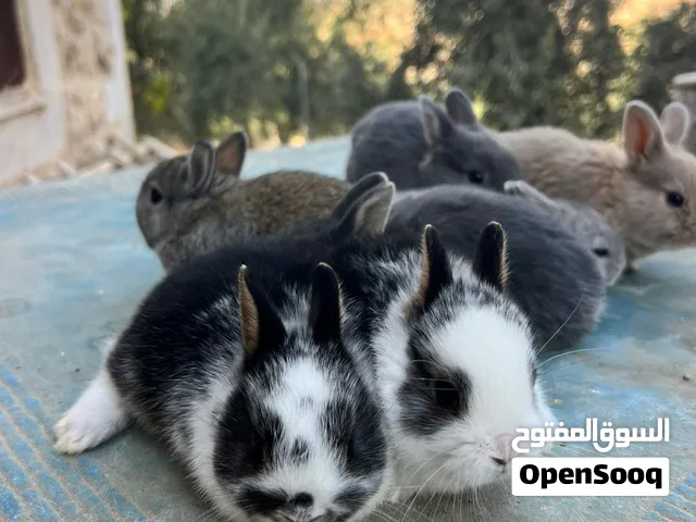 ارانب مقزم هولندي