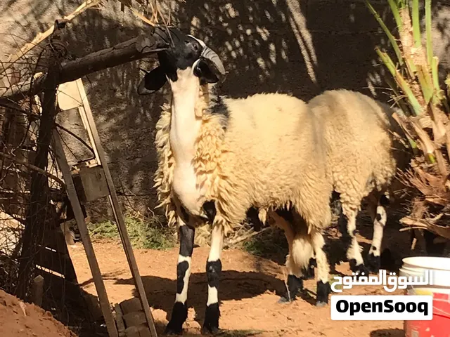 ماشاء الله لاقوة الابالله