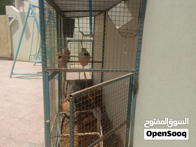 قفص طيور للبيع