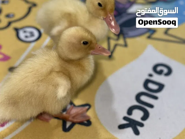 بطتين للبيع