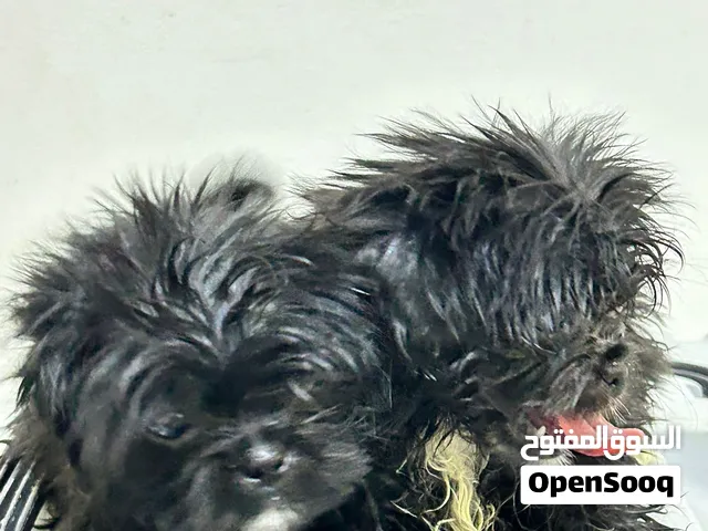 Pomeranian breed shitzu