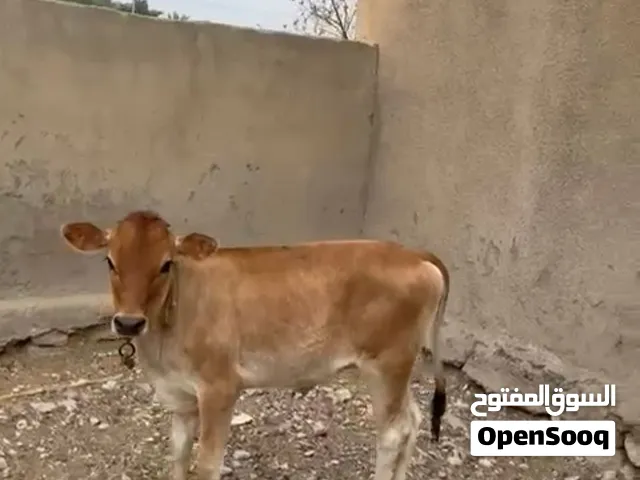 عجله  ما شاءالله سمينة