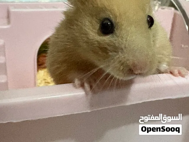 هامستر اليف ما يعض