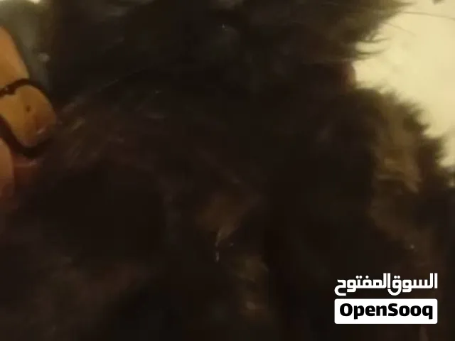 كيتن شيرازي ذكر أسود طويل الشعر للبيع – الرياض