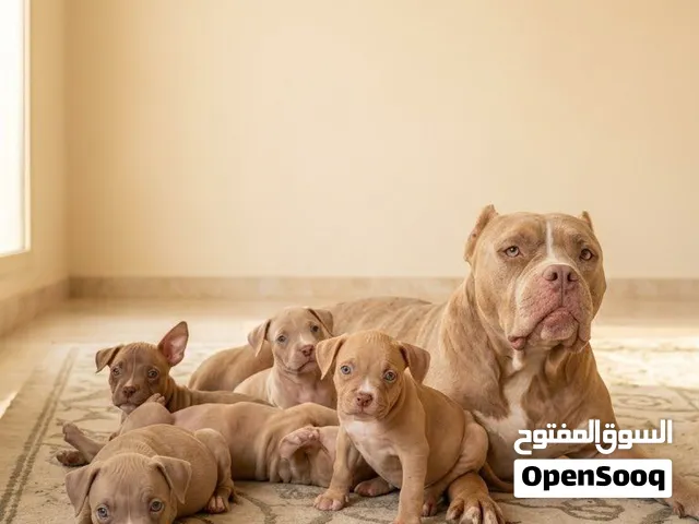 بولي العمر 50 يوم