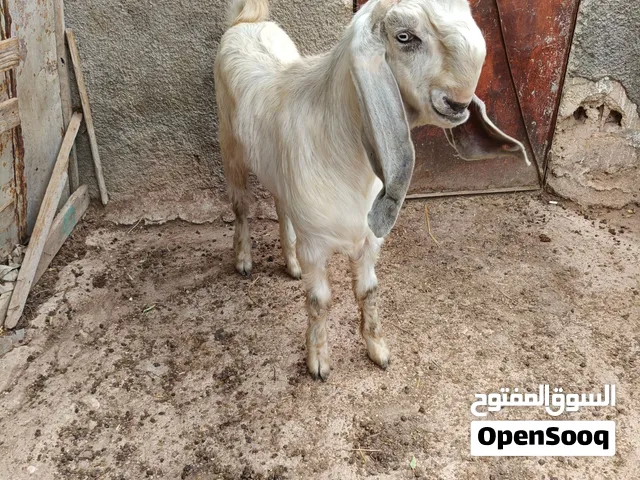 جدي شامي شق توم عمر ثمن شهور نار بلهداد